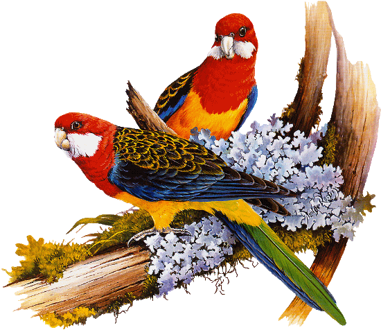 Beaux oiseaux colorés